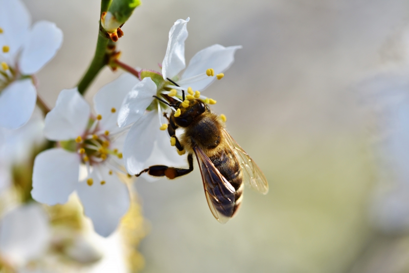 jardinerie-GREOLIERES-min_bee-4092986